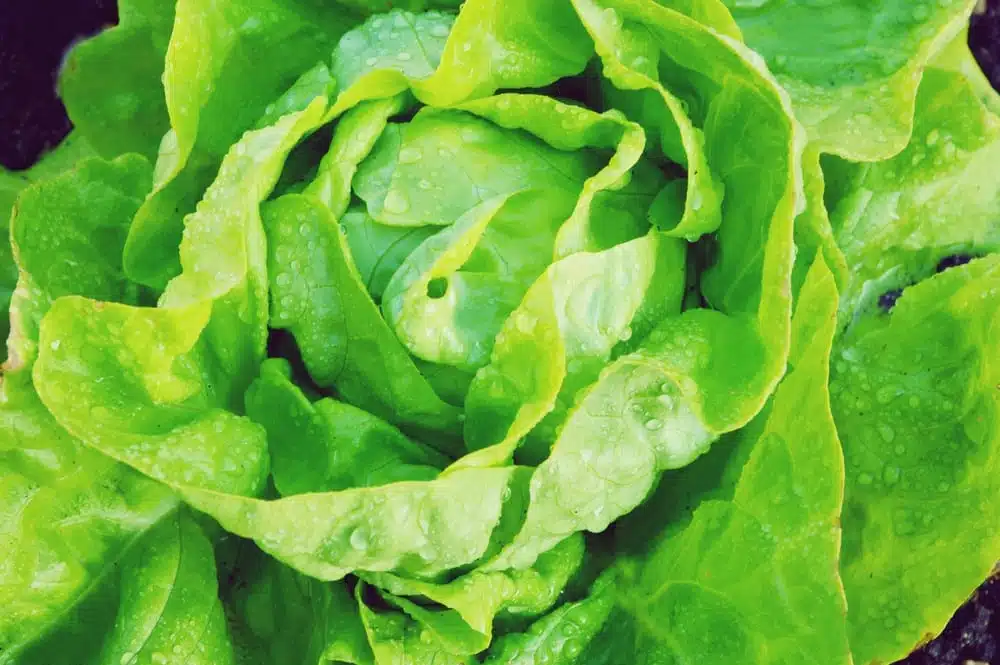 Salat-Lexikon - Kopfsalat - Entdeckermagazin - Miomente