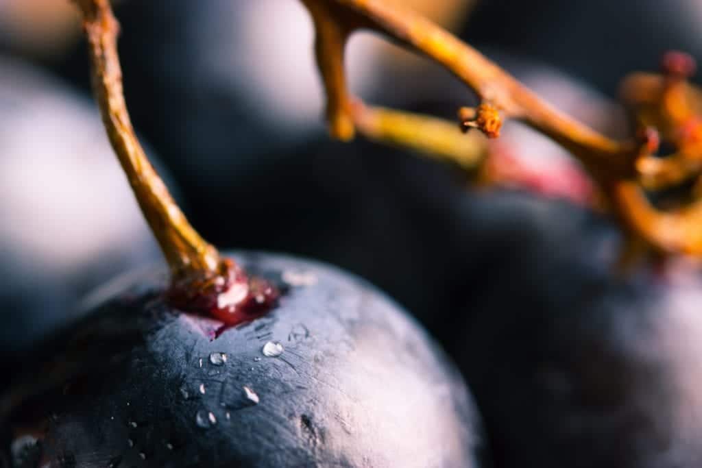 Wein-Knigge - Traube - Entdeckermagazin Miomente