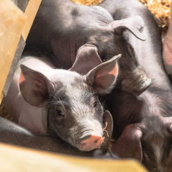 Herrmannsdorfer Landwerkstätten – Bio-Fleisch & Regionale Bio-Produkte | Miomente Entdeckermagazin