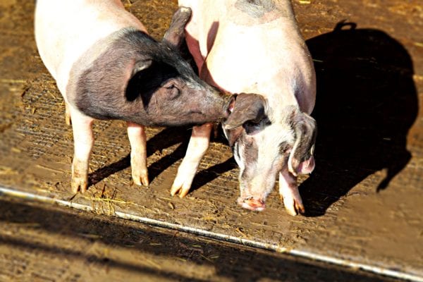 Ein Schweineleben - Schweinezucht nach biologischen Richtlinien auf Herrmannsdorf