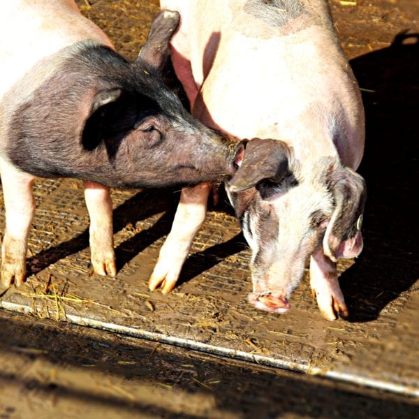 Ein Schweineleben - Schweinezucht nach biologischen Richtlinien auf Herrmannsdorf