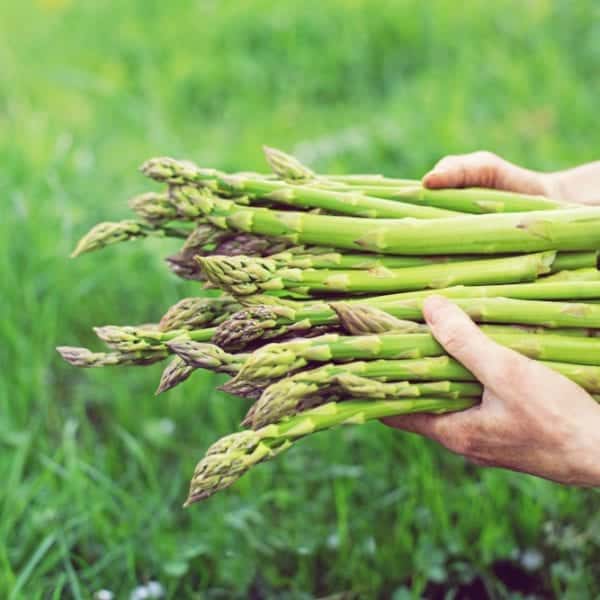 Spargel kochen: Zutaten für eine One-Pot-Pasta - frischer grüner Spargel - Entdeckermagazin Miomente