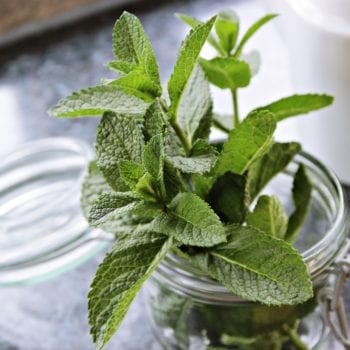 Eis selber machen: Minze - Entdeckermagazin Miomente