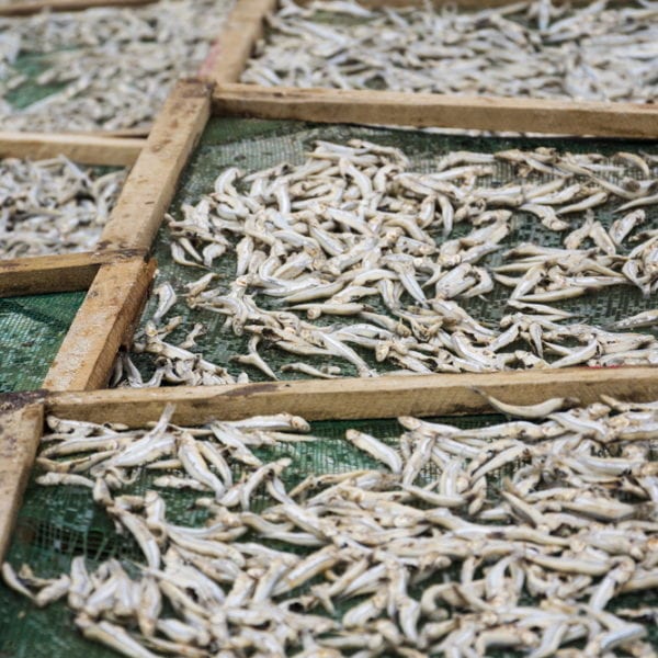Anchovis werden an der Sonne getrocknet für Fischsauce