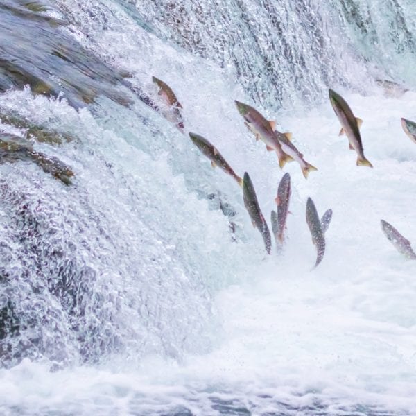 Rezept-Video - Frisches Lachsfilet - Wildlachs -Entdeckermagazin - Miomente