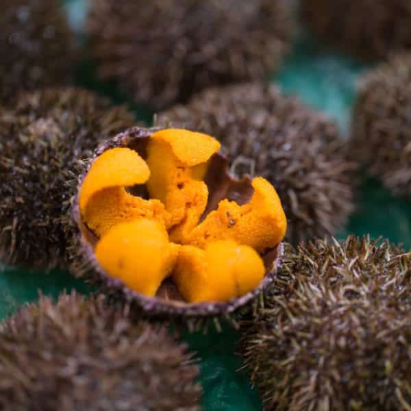 Seeigel beim Omakase-Menü