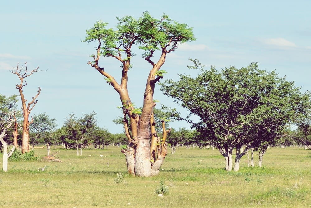 Was ist Moringa - Moringabaum in Afrika - Entdeckermagazin - Miomente