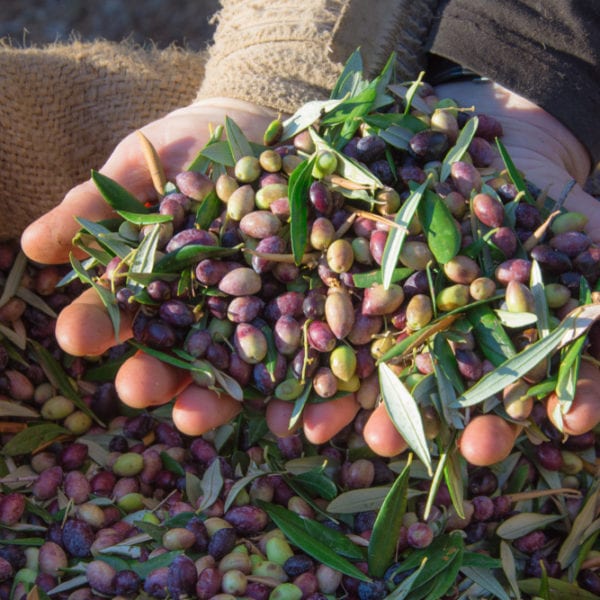 Reife Oliven