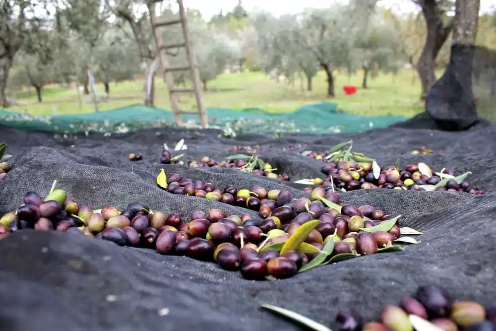 Olivenernte mit Netzen