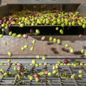 mechanisches Verlesen von Oliven