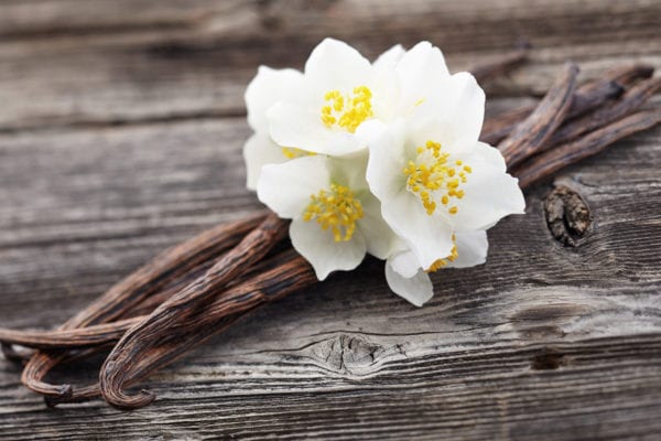 Vanille | Schote und Blüte | gewürzlexikon im Entdeckermagazin Miomente