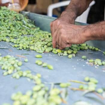 Aussortieren beschädigter Früchte