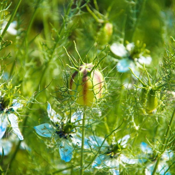 Blühender Schwarzkümmel