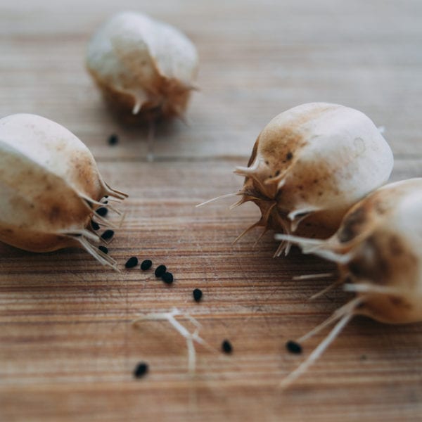 Kapseln des Schwarzkümmels