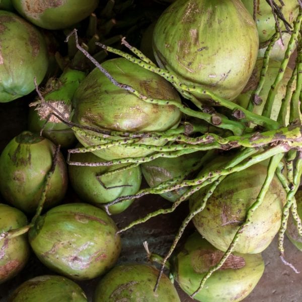 Junge Kokosnuss | Entdeckermagazin Miomente