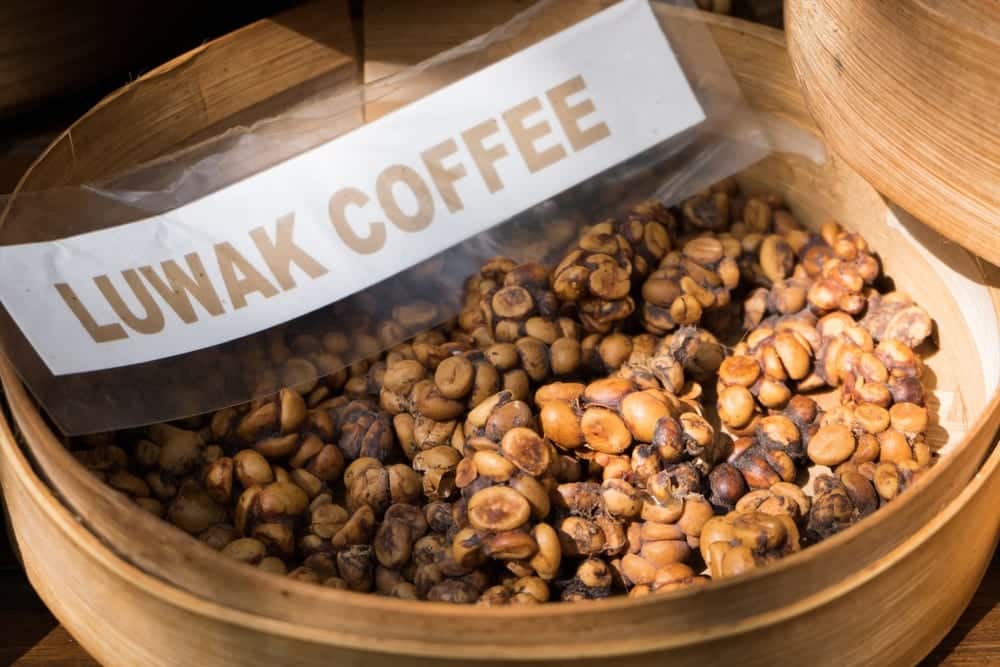 Die beliebtesten Kaffeesorten | Kopi Luwak | Entdeckermagazin Miomente