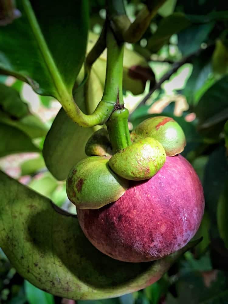 Mangosteen – die Königin der Früchte aus Malaysia | Entdeckermagazin Miomente