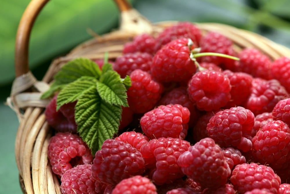 Himbeeren