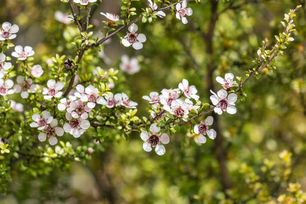 Manukastrauch aus Neuseeland | Entdeckermagazin Miomente