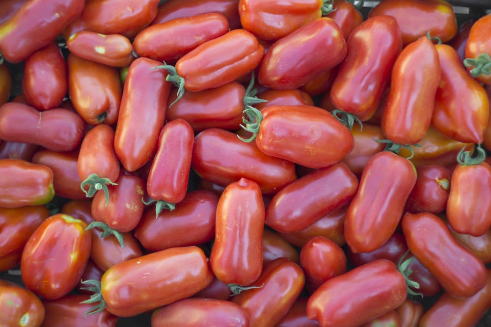 Flaschentomate San Marzano