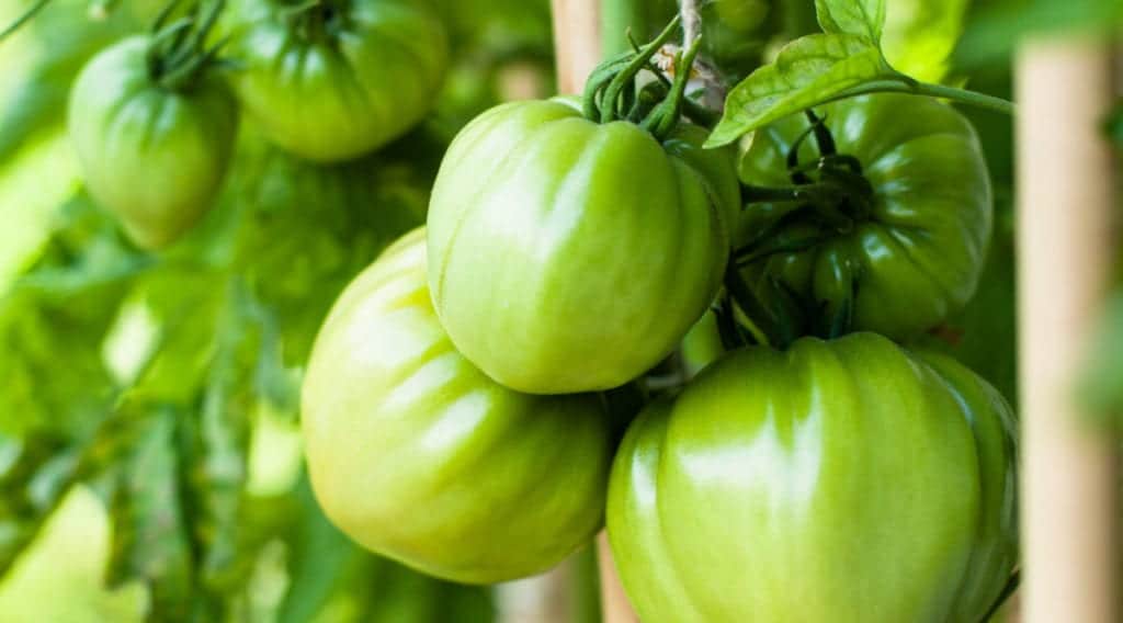 Grüne Tomaten
