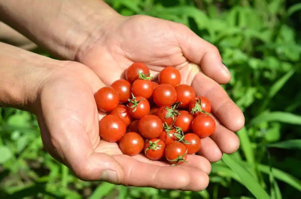 Kirschtomaten - die kleinsten Tomaten