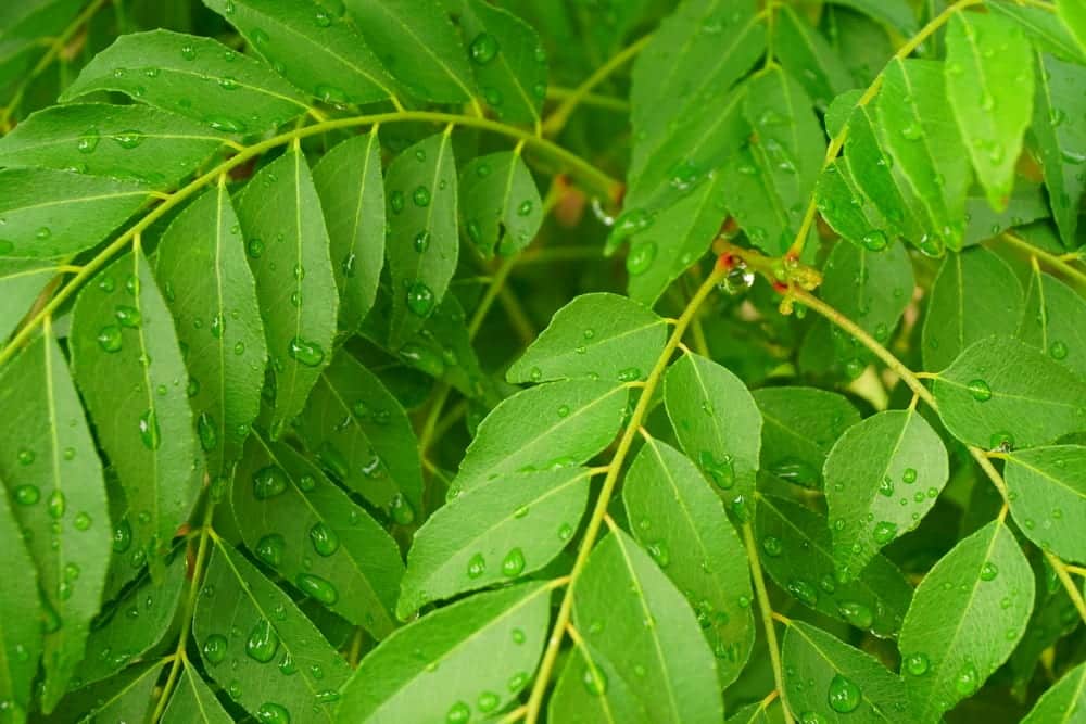 Curryblätter am Baum