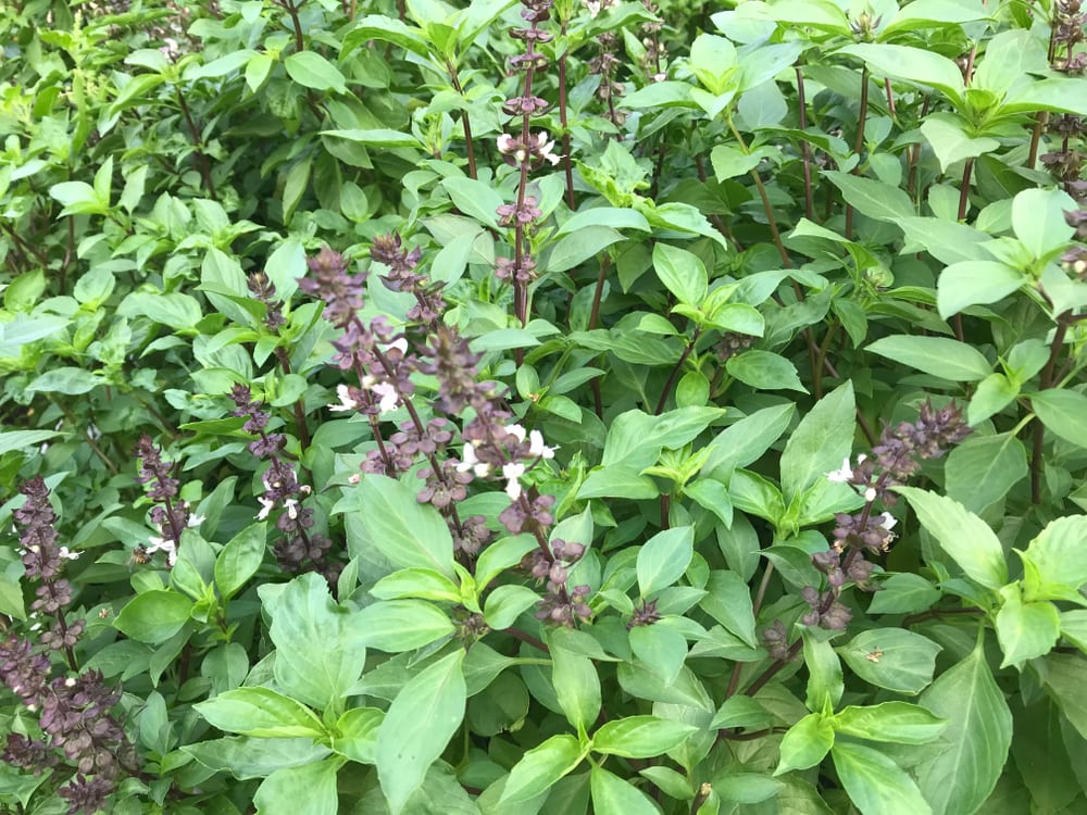 Thaibasilikum mit Blüten