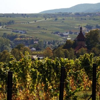 Die Weinberge rund um Siebeldingen