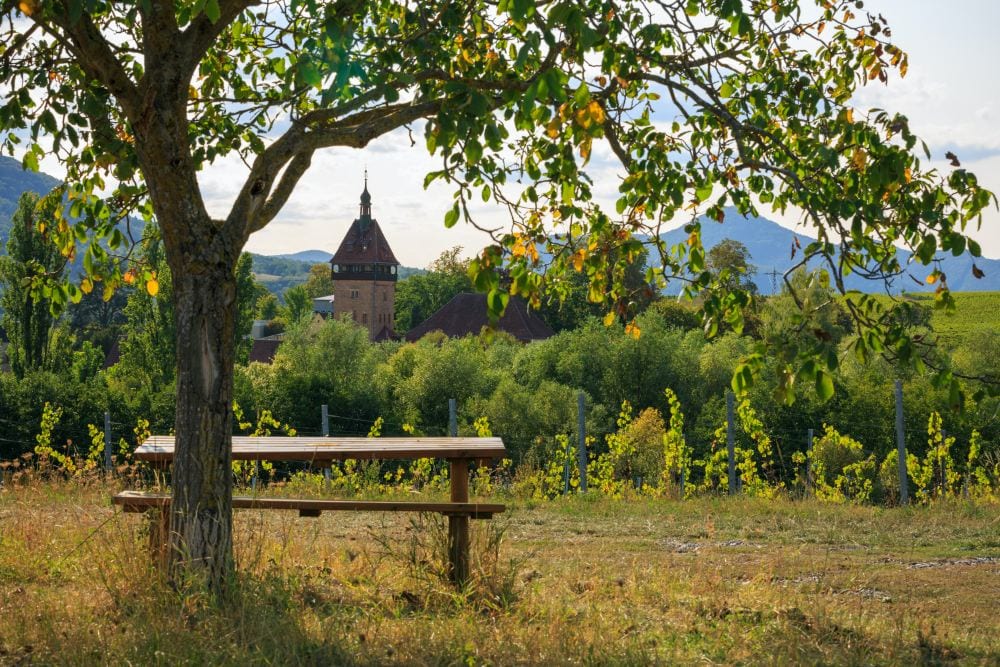 Siebedingen Weinberge