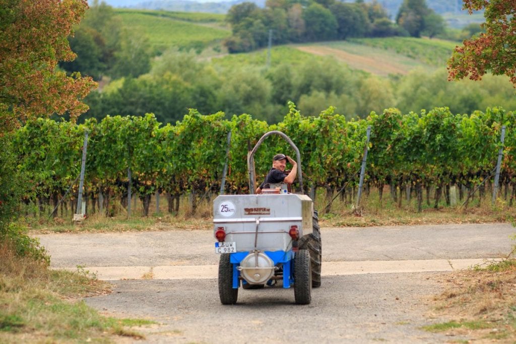 Weinlese ohne maschinelle Erntehelfer
