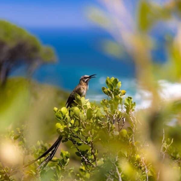 Vogel im Fynbos