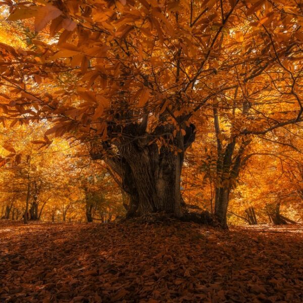 Herbstwald mit Kastanien