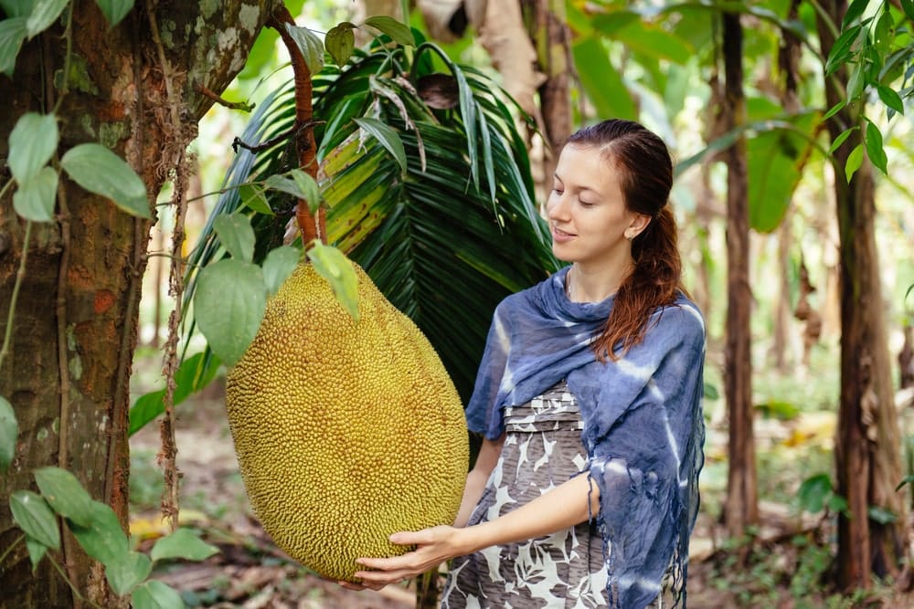 Jackfruit So gut schmeckt die größte Baumfrucht der Welt