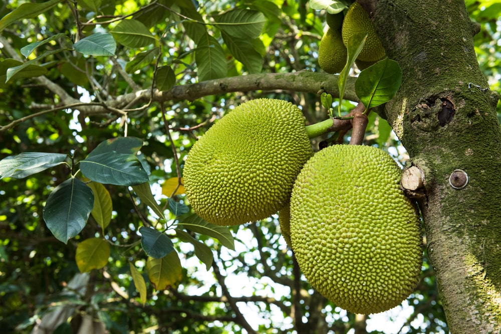 Jackfruit-Baum