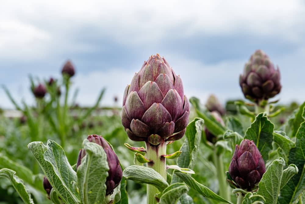 Artischocken auf dem Feld