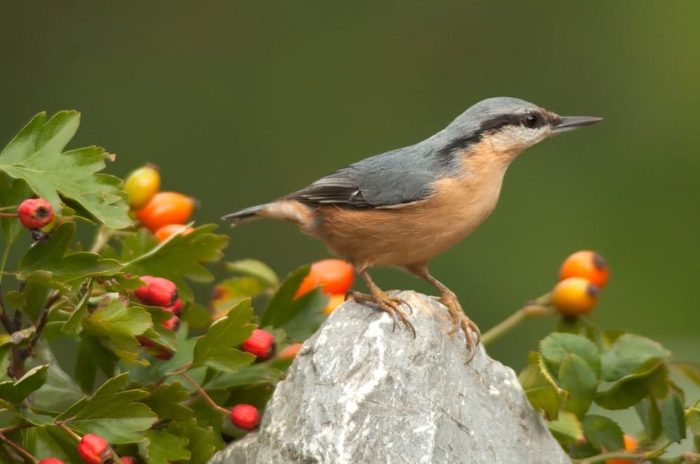 Vogelnahrung Hagebutten