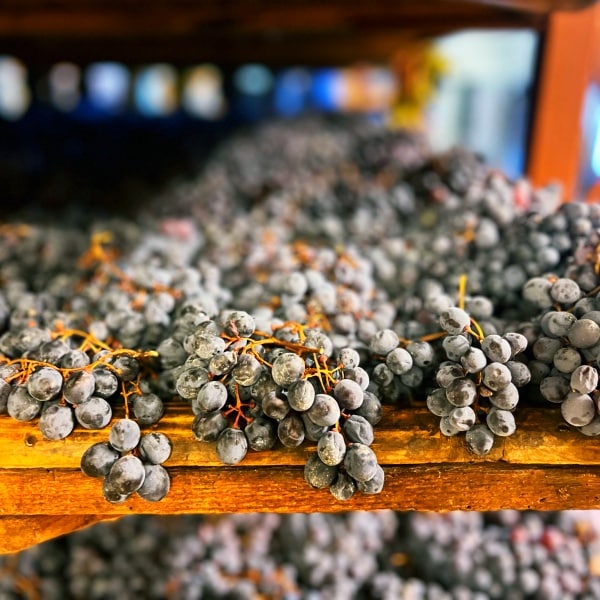 Amarone Trauben beim Trocknen