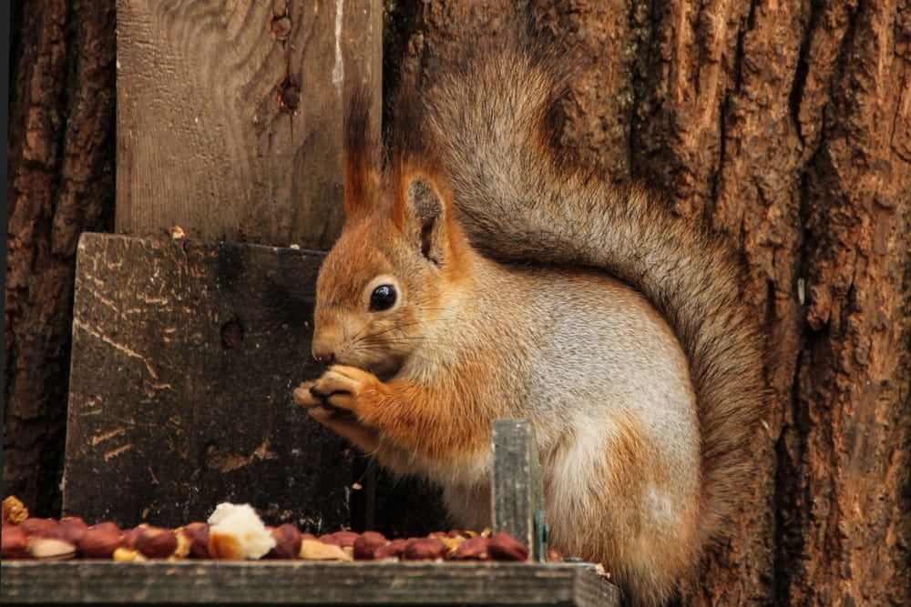 Eichhörnchen frisst Nüsse