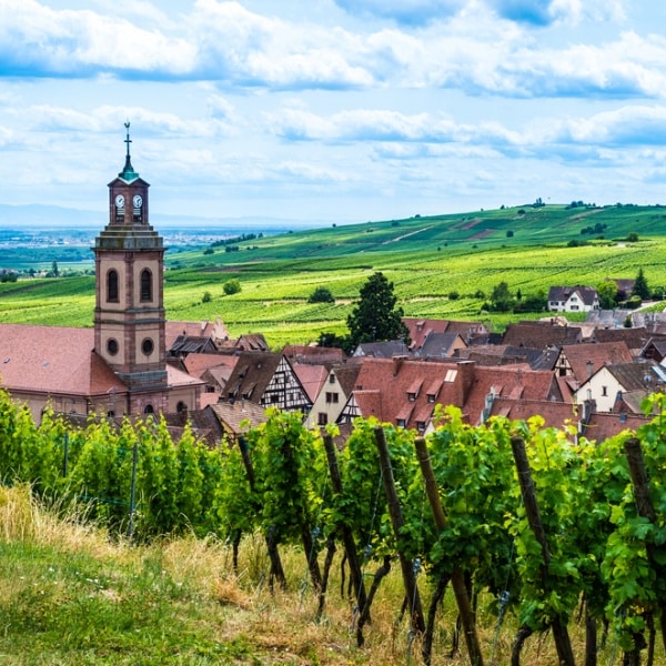 Elsass - Anbaugebiet Gewürztraminer
