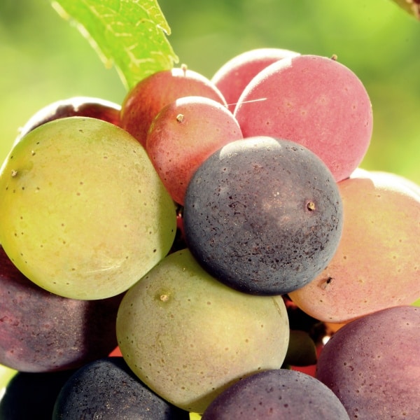 Grauburgunder-Trauben