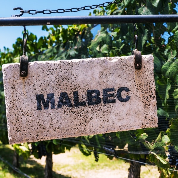 Malbec - beliebteste Rebsorte Argentiniens