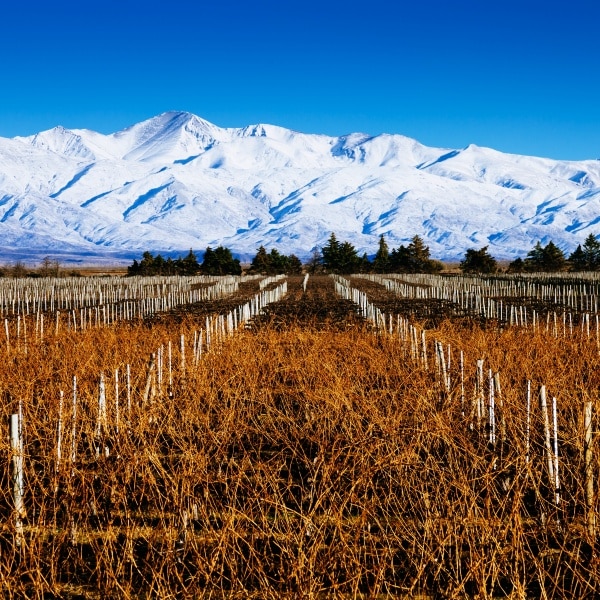Weinanbau in den Anden