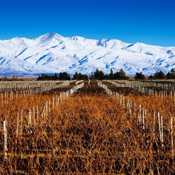 Weinanbau in den Anden