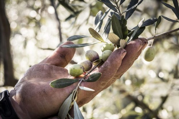 Genuss-Workshop Köln – Oliven in der Hand