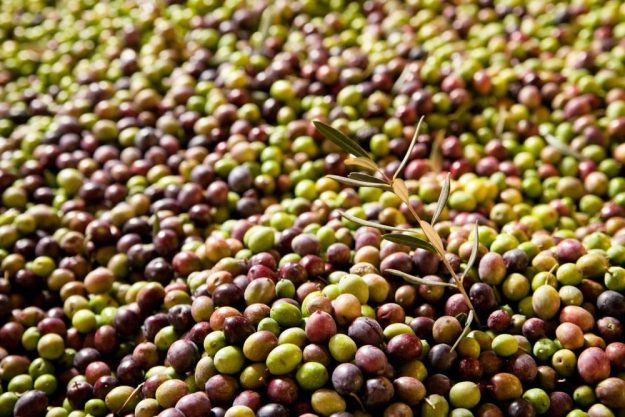 Genuss-Workshop Köln – viele Oliven