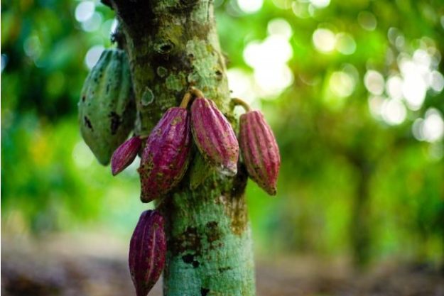 Schokoladenverkostung@Home – Raw Chocolat