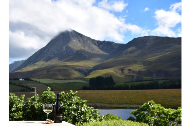 Weinseminar Köln: Weinland Südafrika