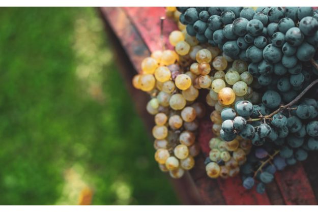 Weinseminar Köln: reife weiße und rote Trauben