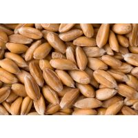 Backkurs Augsburg – Dinkelkörner